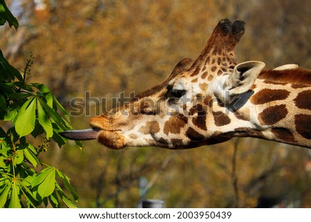 Beautiful giraffe with his long tongue