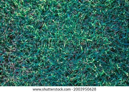 The photo shows a green lawn grass pattern. Every blade of grass is clearly visible. The photo of the grass pattern was made in the highest HD quality. This green grass picture was taken in morning.