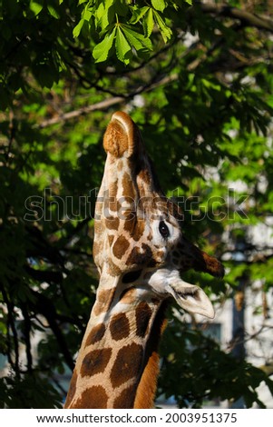 a beautiful giraffe lurks a leaf