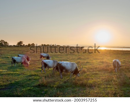 Hungarian Grey or Hungarian Steppe Cattle (Magyar Szuerke), an ancient breed of domestic cattle, indigenous to Hungary. Fertoe-Hansag National Park Royalty-Free Stock Photo #2003957255