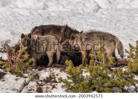 Three yearling wolves from the Wapiti Lake Pack feeding on a winter killed bison carcass in Yellowstone National Park. Royalty-Free Stock Photo #2003962571