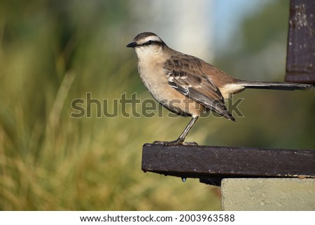 chalk-browed mockingbird (Mimus saturninus) on a park bench in Buenos Aires city