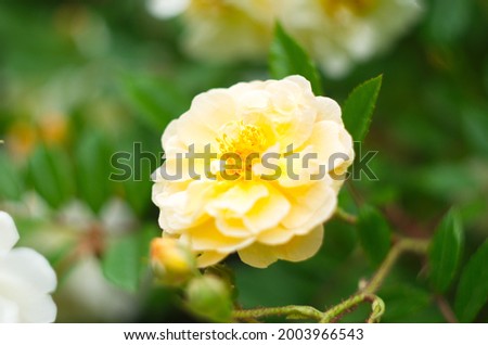 Vintage beige roses blooming among the green leaves