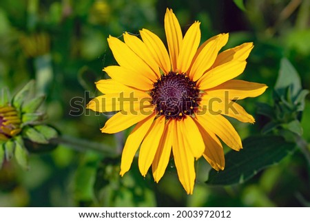 Rudbeckia hirta, commonly called black-eyed Susan, is a North American flowering plant in the family Asteraceae, native to Eastern and Central North America.
