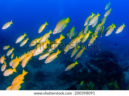 Shoal of Snapper over an underwater wreck
