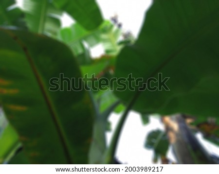 Defocused abstract background of green leaf banana tree