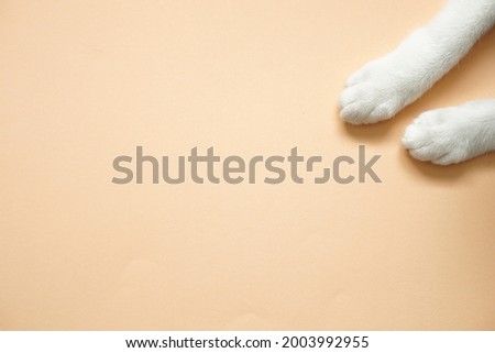 top view of white cat leg laying on beige floor and copy space Royalty-Free Stock Photo #2003992955