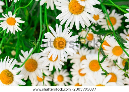 Many chamomile flowers. Abstract natural background. Image for design.