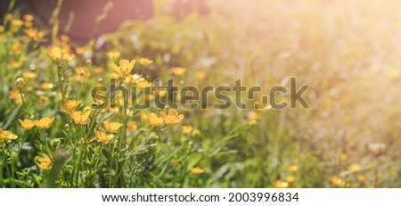 Buttercup flowers in the sunlight. High quality photo