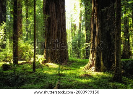 Sunset Views in the Founders Redwood Grove in Humboldt Redwoods State Park, California Royalty-Free Stock Photo #2003999150