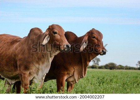 Red Brahman in Santa Fe (Argentina). Red Brahman Breed is originary from India. 
The Brahman has good tolerance of heat and is widespread in tropical regions. It is resistant to insects. Royalty-Free Stock Photo #2004002207