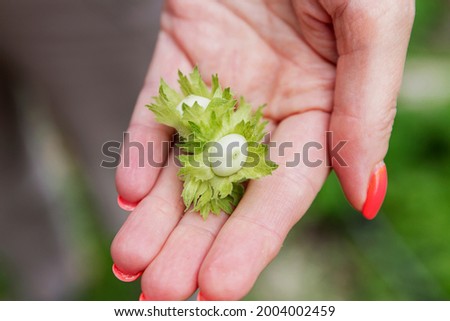 Green hazelnut with leaves in a woman's hand. Close-up.