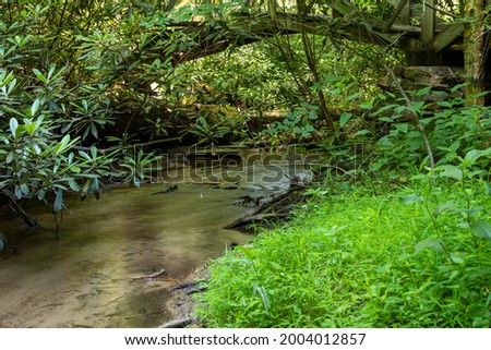 long exposure of a creek flowing through an old growth forest