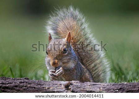 Eastern gray squirrel. Nature, Fauna