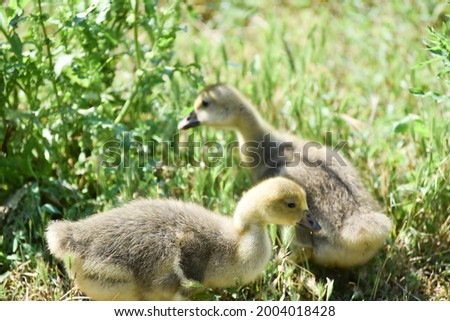 Two small geese eating  grass ,rural wildlife photo