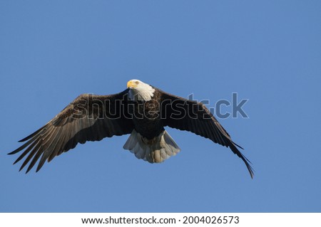The bald eagle is a bird of prey found in North America. It's the national bird of USA