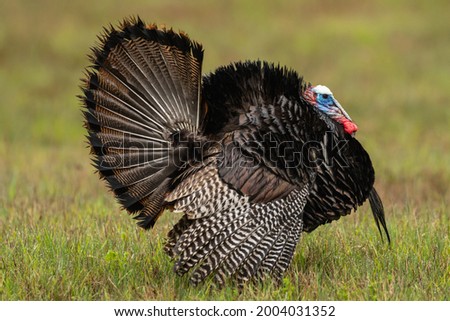 American Wild turkey strutting in a field Royalty-Free Stock Photo #2004031352