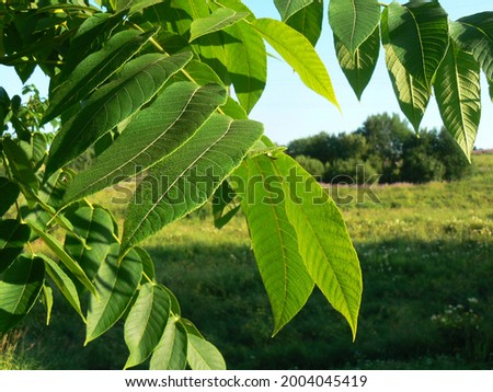 Ash leaves in the rays of the July sun. Vologda region village of Boltino.