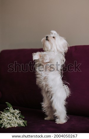 Maltese white lapdog, named Misha
