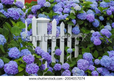 Purple and blue hydrangea flowers growing through a white picket fence.  Cape Cod Cottage garden.