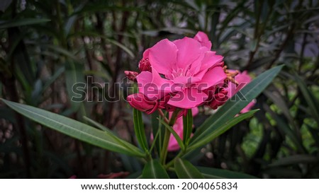 A pink flower in the middle of a green leaf