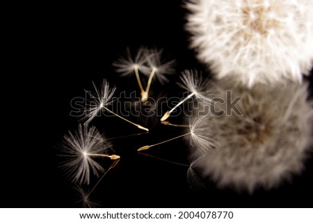 Dandelion flower pappus with dandelion seed macro close up isolated on the black background