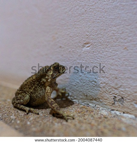 Frog contemplating a blank wall