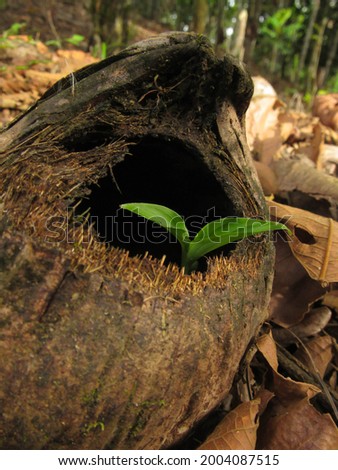 Plant growing inside a coconut