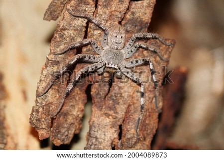 Nocturnal predatory huntsman spider from Australia