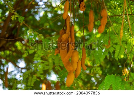 Sweet tamarind and leaf on the tree. Raw tamarind fruit hang on the tamarind tree in the garden with natural background. Selective focus.
