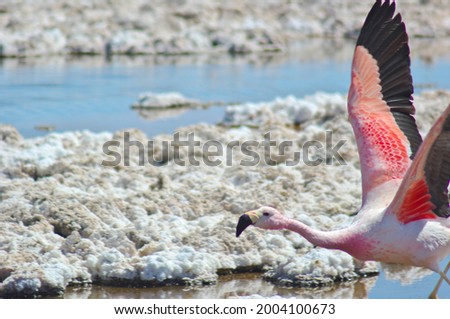 Flamingo open wings , Laguna Chaxa, Atacama, Chile. Royalty-Free Stock Photo #2004100673