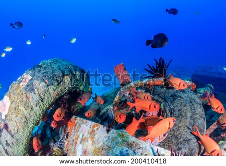 Soldierfish around underwater wreckage