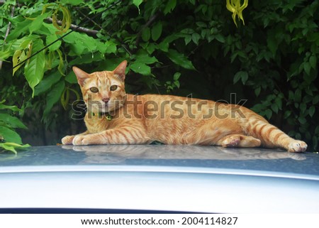 An orange cat lazing around on the roof of a car with a radio antenna parked in the backyard.