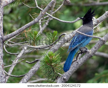 A blue bird perches on a branch.