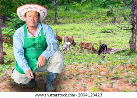Cut a picture of a Thai porter sitting smiling looking at the cows in a happy rice field, a rancher who is close to the nature of the mountains and green fields on a vacation.