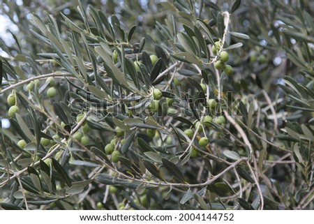 Olive tree with young fruits. High quality photo. Selective foot Royalty-Free Stock Photo #2004144752