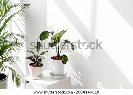 Tropical plants by a white wall with window shadow Royalty-Free Stock Photo #2004149618