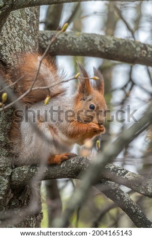 The squirrel with nut sits on a branches in the spring or summer. Eurasian red squirrel, Sciurus vulgaris
