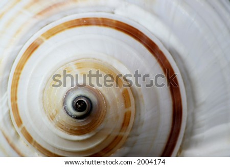 Seashell Swirl Royalty-Free Stock Photo #2004174