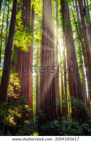 Sunbeams in the Redwood Forest at Humboldt Redwoods State Park, California