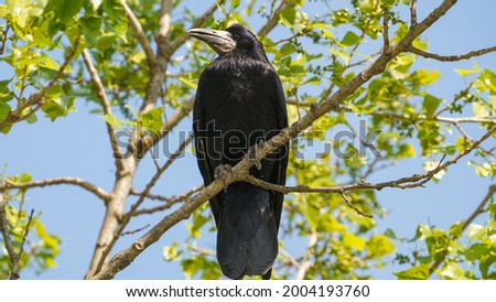 Corvus frugilegus, beautiful stunning crow looking around, trying to catch a meal