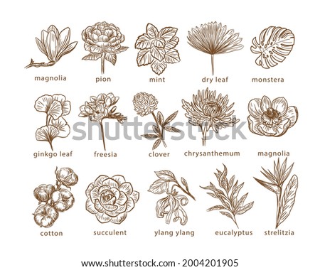 Collection of botanical flowers and leaves. One line vector illustration. Design for a logo