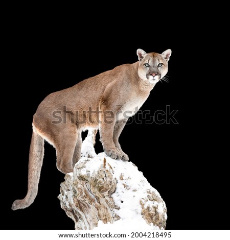 Puma, cougar isolated on black background