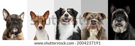 Art collage made of funny dogs different breeds posing isolated over white studio background. Concept of motion, action, pets love, animal life. Look happy, delighted. Copyspace for ad, flyer.