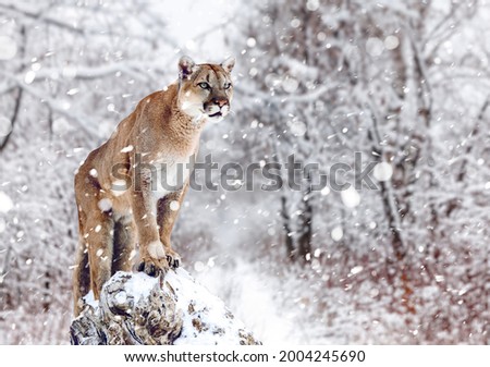 Portrait of a cougar, mountain lion, puma, panther, striking a pose on a fallen tree, Winter scene in the woods.