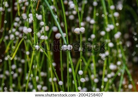 Rhipsalis Baccifera green twigs with white fruits in garden. Many white round beads on green strings. Mistletoe cactus Rhipsalis baccifera bush with  globose pearl fruits seeds