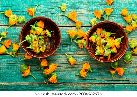 Fresh calendula flowers in herbal medicine.Marigold,healing herbs