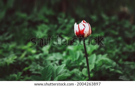 White tulip with red stripes.Tulip variety World Expression close-up on a blurry green background. Nature background copy text space.