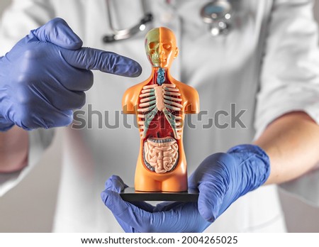 Concept of thyroid and trachea diseases. Endocrinologist with human 3d model body in hands. Royalty-Free Stock Photo #2004265025