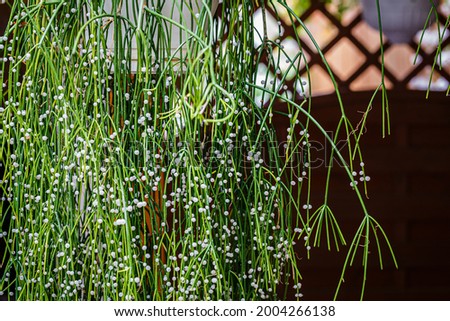 Rhipsalis Baccifera green twigs with white fruits in garden. Many white round bead mistletoe cacti Fruits. Mistletoe cactus Rhipsalis baccifera bush with  globose pearl seeds
